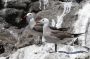 Baja05 - 027 * Adult Heermann's gulls
